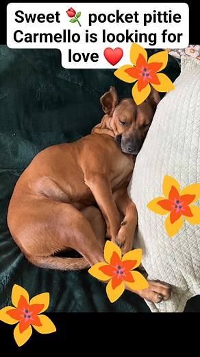 1.2K views · 66 reactions | Looking for a tiny tiny pocket pittie mix...