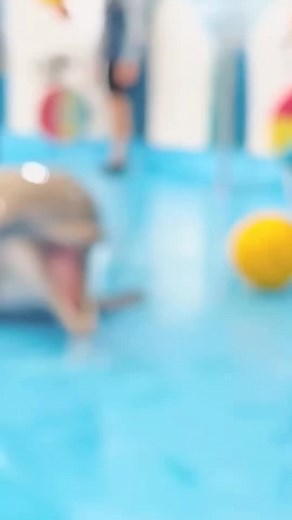 Amazing Dolphin and Orca Show Experiences