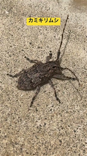 カミキリムシ、途中で飛びます‼️ #カミキリムシ #カミキリ #モストップ #害虫防除技術研究所