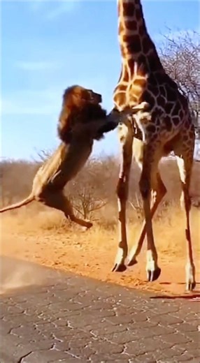 Can a lion conquer a giraffe✅ #animals #wildlife #shorts