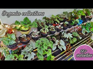 Begonia Plant Collection | 55+ varieties | Begonia update