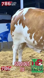 Tere Ablak rangat ke hum kadardan ho gaye , 💥 sab kuch luta denge us par jo karib se deedar ho jaye 💥 HERE WE GO SEASON 2023 786 CATTLE FARM 💥 ❤️ZALIMA❤️ ALHUMDILLAH SOLDOUT 786 CATTLE FARM SAB KY LIYE ❤️ | Pakistan cattle market