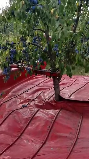 Watch These Crazy Machines Shake Fruit Off Trees!These machines shake trees to harvest fruits and nuts, and they're even better than you think. Known as Harvest shakers, they clamp onto the tree's stem using powerful hydraulic arms and rapidly shake it back and forth with enough force to knock down ripe fruits and nuts in just seconds. Plus, they come in all sizes-from ones that drop fruit onto bu...more | Satisfied workers | Facebook