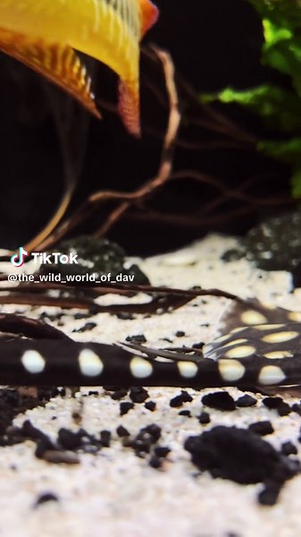 🖤 Potamotrygon leopoldi • An incredible animal 😍 ! Like it? • _____________________________ #predatorfish #monsterfish #aquarium #fish #monsterfishkeepers #predatorfishkeepers #potamotrygon #stingrayfish #tankfish