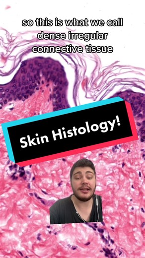 Lets break down some histology! #skin #medicine #anatomy #learnontiktok #learnwithtiktok #explained #medstudent #doctor #greenscreenvideo #medschool #learn