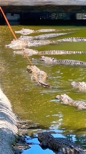 Gator Fishing!🐊#aligator #naturelovers #nature #wildlife