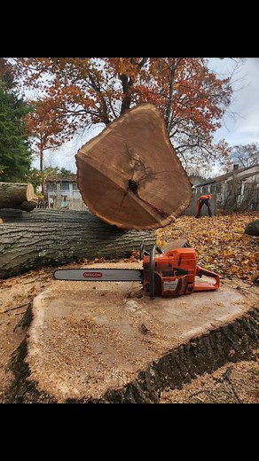 13 reactions | All-Pro and crew took down some big baddies on this 2 day job in Manchester, using crane and bucket truck in tandem..Pictures don’t do the size of these trees justice, but 24” bar for reference | All-Pro Tree Service | Facebook
