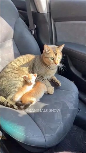 Let's be kind and positive to each other. #cat