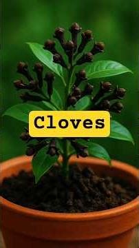 easy and fast techniques for propagating and growing cloves trees #garden #fruits #nature