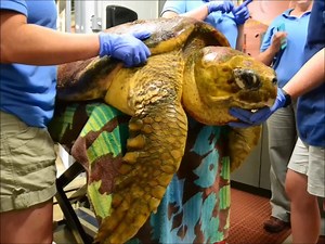 7.4K views · 225 reactions | Exactly one year ago today, the crew of the Stormy Petrel II found a loggerhead sea turtle offshore and in need of help. They were able to bring the turtle back to Hatteras and it was transported to the STAR Center for care. The turtle was named Ada Lovelace, and this is her rehabilitation story. | NC Aquarium on Roanoke Island | Facebook