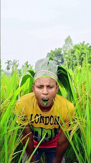 Secret Technique for Catching Pigeons #pigeon #comedy