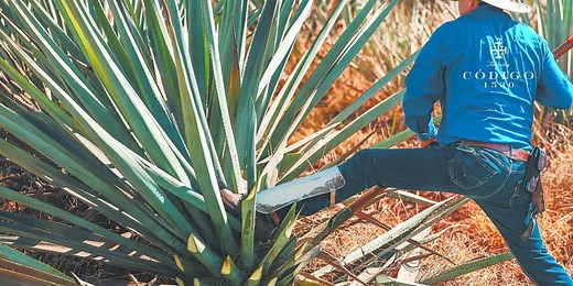 Tequila Código 1530: Elaboración artesanal y excelencia en cada gota