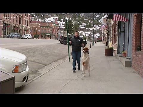 Meet Dexter, the Instagram-famous dog that walks like a human