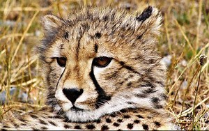 帝王引擎咕噜咕噜声～建议循环播放