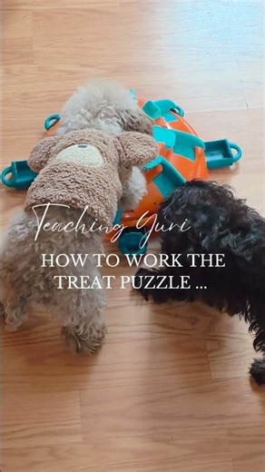 And I am Ruby the Teacher! 😂 #minitoypoodle #cavapoos #ruby #yuri