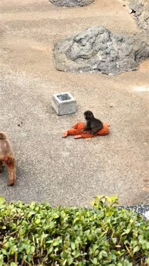 punch loves the zoo owner #punch #japan #f #fye #viralvideo #tiktok #zambiantiktok🇿🇲 #funny #anime