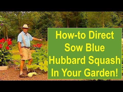 Tips and Ideas on How-to DIRECT Sow Blue Hubbard Squash in Your Garden -- Garden Squash Plant Tips