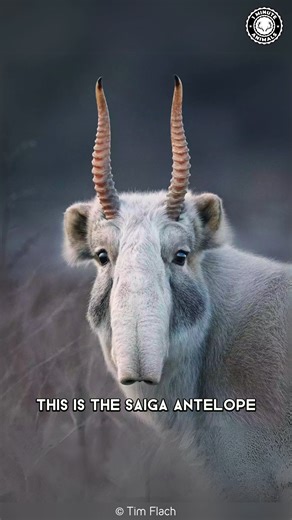 Saiga Antelope 👽 Looks Extraterrestrial! That nose looks unreal, but it’s 100% real. Built to survive dust storms, freezing winds, and brutal migrations. Nature gets weird for a reason. #wildlife #nature #animalfacts #animalvideos #1minuteanimals | 1 Minute Animals