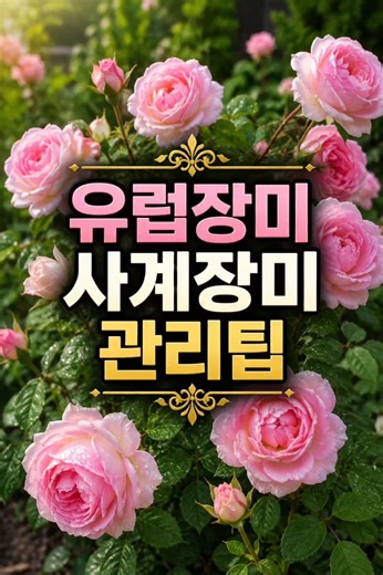 #유럽정미#사계장미#장미관리팁#계속개화#분홍장미#노지월동 #gardening #손바닥정원
