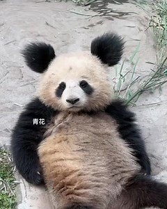 Today i woke up in this way! It says all.. 👹 | Pandas, a Light In My Heart