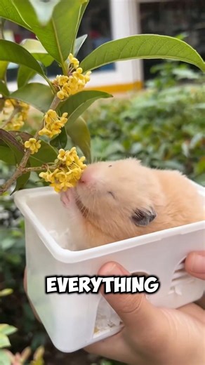 He has no off switch 😂 #shorts