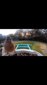 Juvenile Cardinal | Cardinal Love
