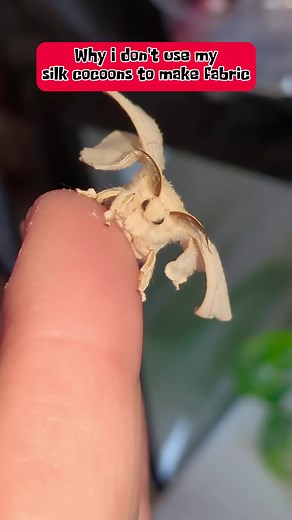 That's a lot of work😳 #silkcocoon #cocoons #makingsilkthread #silkthread #silkmoths #domesticsilkmoths #sericulture #silkmaking | Jackie Rice