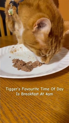 I’m Glad My Cat Tigger Loves His Wet Food