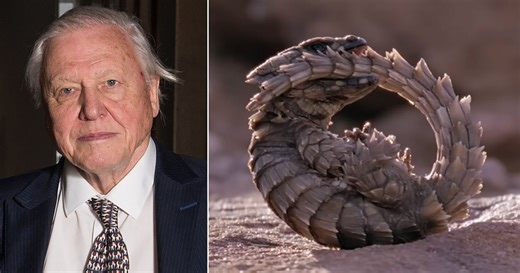 Six Hours of Sir David Attenborough's 99 Most Iconic Moments