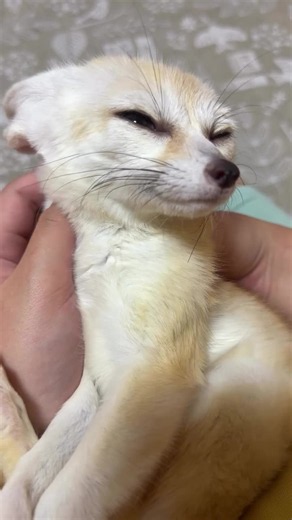 #fennecfox #pets #petslover #emotionalvideo #trendingsong | fennec fox