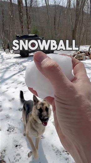 My wife stayed in the car… so I made a decision #adventure #germanshepherd