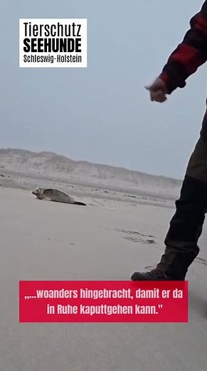 Schutz ohne Hilfe? Seehunde in Schleswig-Holstein #seehund #seehunde #tierwohl