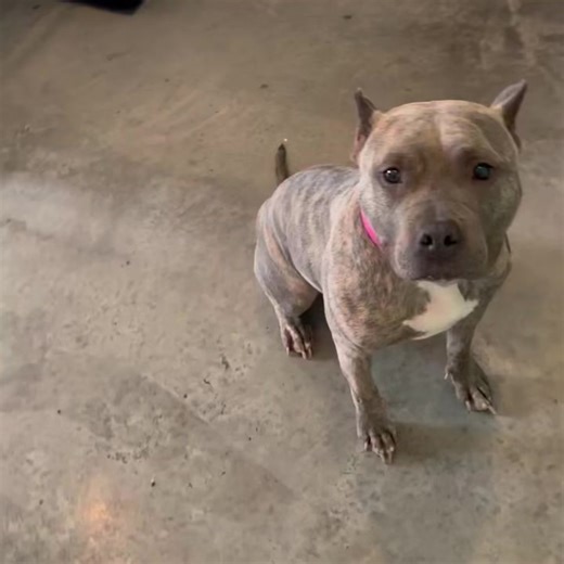 Ananke is such a beautiful and sweet girl! She loves to get her zoomies out and then come in for some cuddle time! Learn more and apply for adoption: https://www.mopitbullrescue.org/ananke | Missouri Pit Bull Rescue