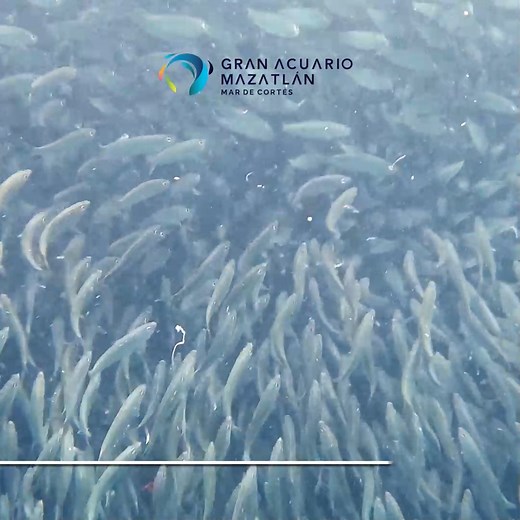 ¿Sabes qué es un cardumen? Son grupos de peces que nadan juntos a la misma velocidad y hacia la misma dirección, de esta forma permanecen seguros. 🐟🐟🐟 Visita Gran Acuario Mazatlán y conócelos en el hábitat oceánico. 🔸 Adquiere tus boletos en www.granacuario.com 💙🐠 Gran Acuario Mazatlán 🌎🐟 Mar de Cortés 📍 Parque Central #granacuario #mazatlán #nuevoacuario #mardecortés #acuariomazatlán #vidamarina #latam | Gran Acuario Mazatlán