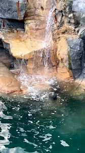 A living #ocean #underwater #oceanlife #fish #foryou #fyp (379) | Robin Tant