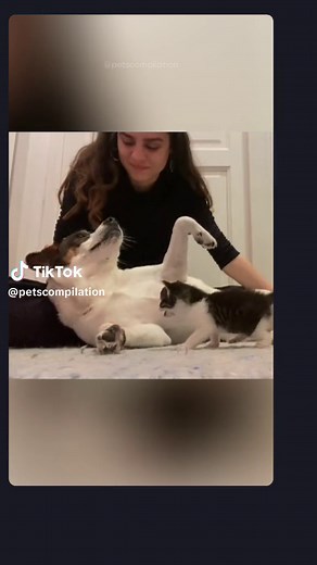 Dog Meets Kitten First Time | Heartwarming Compilation