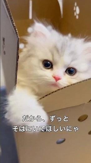 ミヌエットの可愛さがわかる1分解説