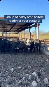 We have 7 head of Baldy/Super Baldy type heifers, bred 6 to 8 months. These are super gentle, super nice heifers—hard to find quality like this. 💲 $3,350 each 📍 Located in Fairfield, Texas 🚚 Shipping available 📞 Call or text Bubba @ 903-388-4472 📞 Para Español, llame o envíe un mensaje de texto a Ricardo al 903-288-1118 Why Buy From Us? ✔️ Rutherford Land and Cattle LLC is a brick-and-mortar business focused on animal health and welfare. ✔️ All vaccinations given. ✔️ Cattle are completely w