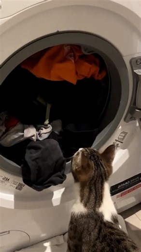178K views · 2.4K reactions | What is it with cats and washing machines  | Furry Tails | Facebook