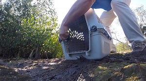 A #lesserscaup (#18-0458), which was rescued by Lee County Sheriff's Office Deputy Van Pelt last week, has made a full recovery! The duck received supportive care while recovering from suspected brevitoxicosis, or red tide. Radiographs also revealed an older gunshot wound which had healed and has no affect on the bird. Thanks to J.N. “Ding” Darling National Wildlife Refuge (Official) for assisting with the release! | CROW - Clinic for the Rehabilitation of Wildlife, Inc.