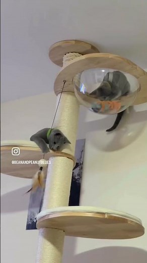 Our first 24 hours with two Russian Blue kittens 🥹