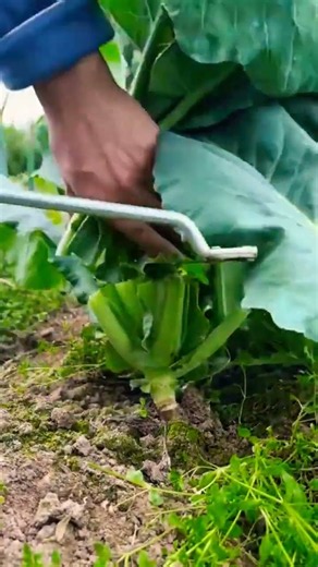 Amazing Vegetable Cutting Styles & Skills! 🥕🥒🌶️🔪# #ytshorts #vegetables #farming