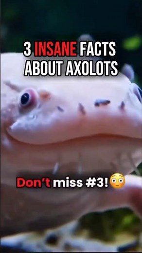 3 insane Axolotls Facts 😳| the animals that can regrow its hearth ❤️😯