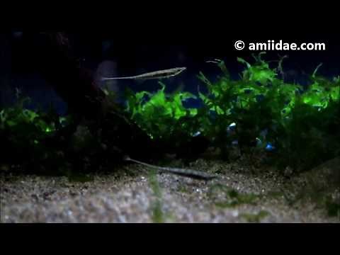 Micropredator Indostomus crocodilus aka Crocodile Toothpick fish