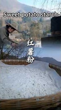 Sweet Potato Starch Making: From Fresh Tubers to Silky Noodles #SweetPotatoStarch