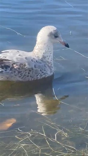 Beautiful seagull on the water,end of September
