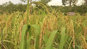 Rice is ready to harvest. garden. rice turns yellow. Farmer checking. Ripe rice fields and sky landscape on farm and wilderness