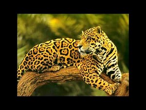 Pantanal Jaguar - the Biggest and Strongest Jaguar in the world.