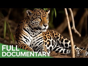 Colombia's Deadliest Paradise | Where Nature Reigns Supreme