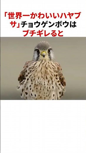 Surprising trivia about the "world's cutest peregrine falcon" #shorts